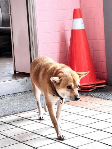 校犬 校園的校犬希希是警衛和學生特別疼愛的寵物 賴郁臻.jpeg