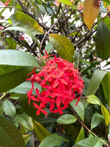 紅色 龍船花開花時花朵緊密相連，看起來生氣盎然富有活力。就和莊敬的學生一樣團結合作，緊密相連，富有活力朝氣蓬勃  吳佳盈.jpeg