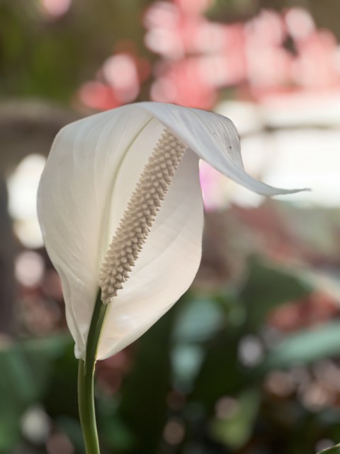 綠意織夢，花開莊敬
